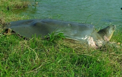 Cụ rùa Hồ Gươm thọ bao nhiêu tuổi?