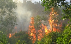 Lào Cai: Cháy lớn ở Vườn quốc gia Hoàng Liên