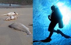 Vì sao thợ lặn ở Vũng Áng tử vong?