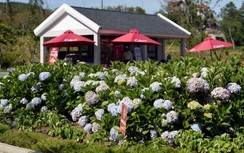 Đón mùa hè ở thiên đường hoa Sun World Fansipan Legend