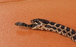 Hãi hùng cảnh rắn nhỏ chui ra khỏi miệng con rắn to đã chết