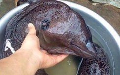 Ăn ruột cá chình um măng, 6 người nhập viện