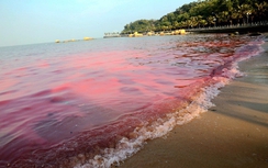 Hiện tượng thủy triều đỏ là gì?