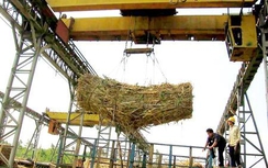 "Liên quân mía đường": Bầu Đức chỉ dám trồng mía ở Lào