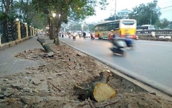 VPBank nói gì về vụ "tài trợ" chặt 6.700 cây xanh ở Hà Nội?