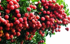 Ký kết 16 hợp đồng cung ứng và tiêu thụ vải thiều