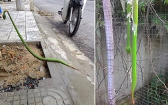 Mùa mưa, gần 200 ca rắn độc cắn/tháng