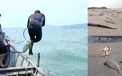 Một thợ lặn ở Vũng Áng tử vong