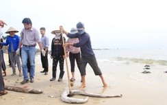 Biển miền Trung sẽ tự đào thải độc tố?