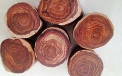 Hà Nội: CSGT phát hiện một xe ô tô nghi chở gỗ sưa đỏ