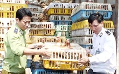 Lập 5 đoàn kiểm tra phòng chống cúm gia cầm