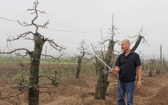 Ông chủ vườn đào từng vớt 501 thi thể trôi sông