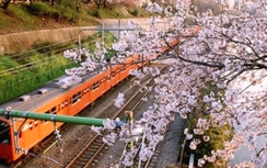 Con tàu hoa anh đào đầu tiên trên thế giới