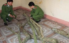 Cả gan thuê người khuyết tật đi trộm gỗ Sưa