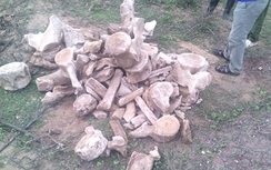 Phát hiện bộ xương cá voi niên đại hàng trăm năm