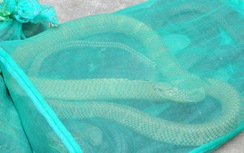 Khiếp vía vì nhiều rắn độc giấu trên xe khách