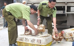 Lại lo gà Trung Quốc nhập lậu