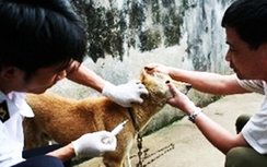 Chó dại cắn, 2 người tử vong, Hà Nội lại lo tiêm phòng