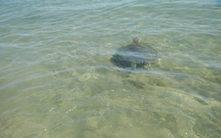 "Giải cứu" rùa quý hiếm về với thiên nhiên