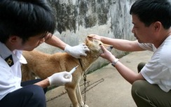 Thêm 3 trường hợp tử vong do bệnh dại