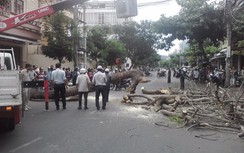 Cây đổ đè trúng 2 người phụ nữ đang đi xe máy ngang qua