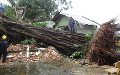 Đang ngủ trong nhà, 2 mẹ con bị cây đè chết