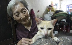 Cảm động bà cụ cưu mang 50 chú chó, mèo bị bỏ rơi