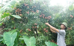 Vải thiều chính vụ không phải đổ bỏ