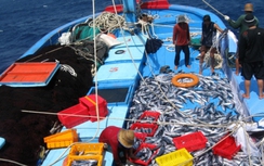 12 ngư dân của tàu cá BĐ 96427-TS đã cập an toàn