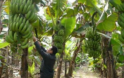 Trung Quốc ra thông báo trả đũa nông sản Việt Nam