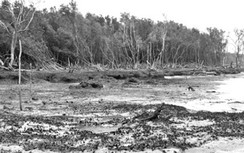 Nguy cơ mất rừng U Minh Hạ do sạt lở bờ biển