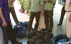 Kiểm tra taxi chạy quá tốc độ, phát hiện gần 100kg tê tê