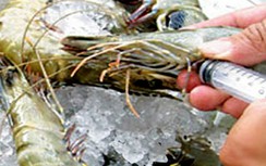 Đưa tạp chất vào tôm nguyên liệu có thể bị tội hình sự