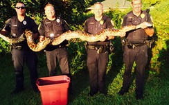 Bắt sống trăn khổng lồ chuyên ăn thịt chó mèo