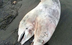 Phát hiện xác cá heo hai đầu kỳ lạ