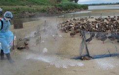 Việt Nam lần đầu phát hiện chủng cúm mới - Virus cúm A (H5N6)