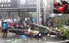 TP.HCM: Mưa giông quật ngã cây, đè trúng 3 mẹ con trên đường