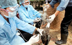 Tăng cường phòng chống dịch cúm A/H5N6