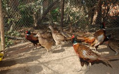 Dập tắt ổ dịch cúm gia cầm A/H5N6 tại Lào Cai