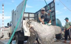 Bắt được cá mặt trăng 500kg tại vùng biển Hà Tĩnh