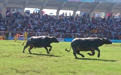 Những diễn biến gay cấn nhất hội chọi trâu Đồ Sơn