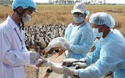 Cả nước còn 2 ổ dịch cúm gia cầm A/H5N6