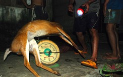 Ăn thịt thú rừng, nguy cơ Ebola "ăn thịt" người