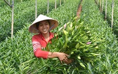 Nông dân Đà Lạt được cấp vốn trồng hoa