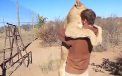 Xúc động cảnh sư tử ôm chầm lấy ân nhân cứu mạng