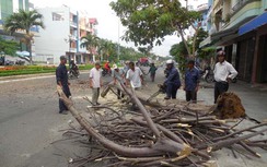 Cây bật gốc, 2 người bị thương