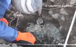 Tìm thấy "kho báu" tiền xu lớn nhất ở Anh