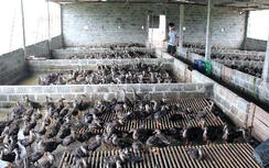 Chuyện khó tin về tỷ phú vịt trời ở Bắc Giang