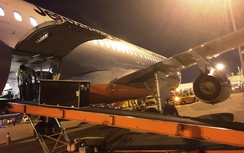 Chim cánh cụt bay "chuyên cơ" ra Phú Quốc