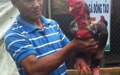 "Vua" gà Đông Tảo đồng bằng sông Cửu Long